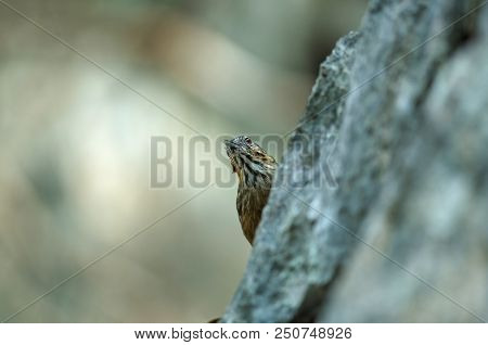 Limestone Wren-babbler, Rufous Limestone-babbler