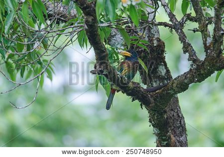 Great Barbet (megalaima Virens) Bird