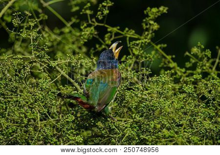 Great Barbet (megalaima Virens) Bird