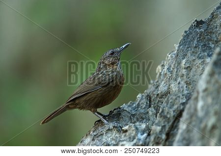 Limestone Wren-babbler, Rufous Limestone-babbler