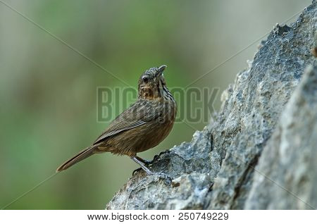 Limestone Wren-babbler, Rufous Limestone-babbler