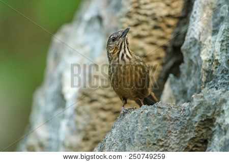 Limestone Wren-babbler, Rufous Limestone-babbler