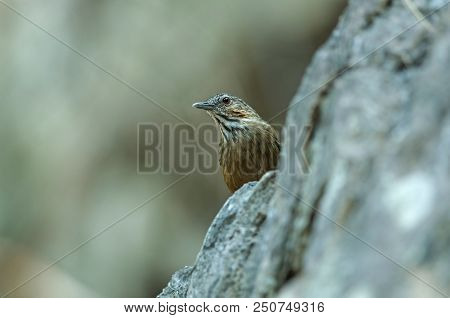 Limestone Wren-babbler, Rufous Limestone-babbler