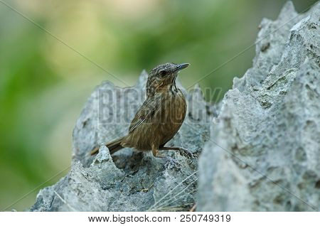 Limestone Wren-babbler, Rufous Limestone-babbler