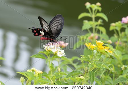 Red Butterfly (common Rose) Swarming On Flowers (lantana Aculeate Linn) In The Garden.