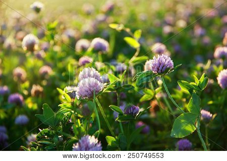 Pink Blooming Clover In A Summer Sunny Meadow.