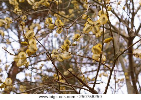 The Furry Buds Of Pussy Willow, Yellow Rostovskie Buds Of Willow Spring