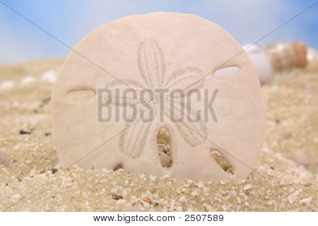 Sand Dollar