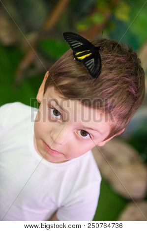 Cute Little Boy With Big Butterfly Sitting On His Head In Insectarium