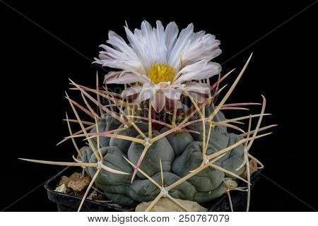 Cactus Thelocactus Hexaedrophorus With Flower Isolated On Black.
