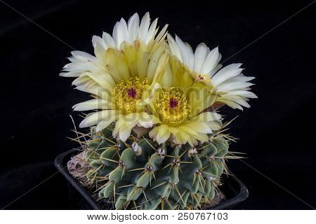 Cactus Lobivia Neoporteria Senilis With Flower Isolated On Black