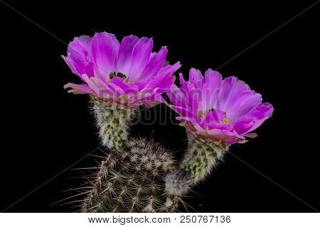 Cactus Echinocereus Armateus With Flower Isolated On Black.