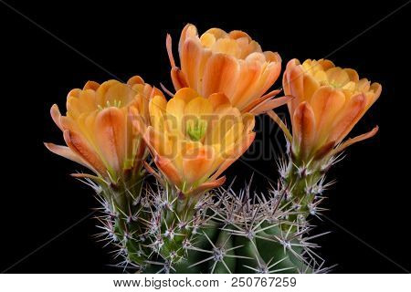 Cactus Echinocereus Triglochidiatus Gurneyi With Flower Isolated On Black.