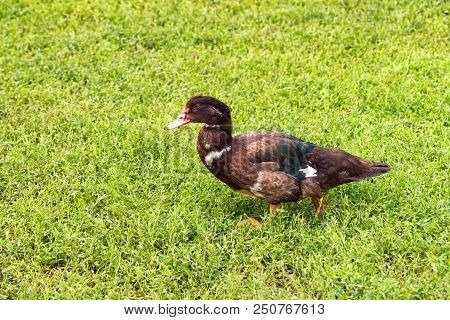 A Small Black Duck Walking On Grass In Back Yard