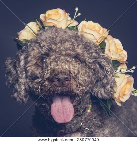 Lagotto Dog Portrait  With A Wreath Of Flowers On Its Head
