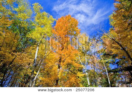 Aspen e Maple Forest, autunno