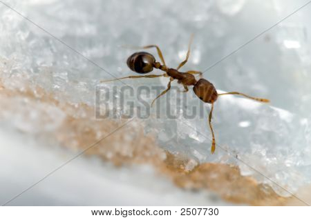Formica