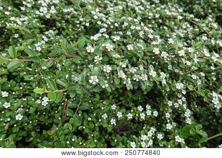 Cotoneaster Horizontalis In Full Bloom In May