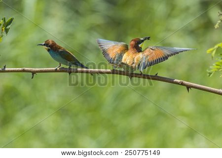 Eurasian Bee-eater (merops Apiaster)