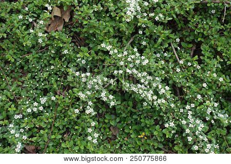 Lots Of Small White Flowers Of Cotoneaster Horizontalis