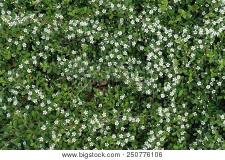 Many Small White Flowers Of Cotoneaster Horizontalis
