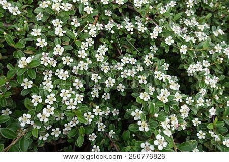 White Five Petaled Flowers Of Cotoneaster Horizontalis