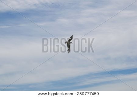 The Gull Extends Its Wings Wide Against The Blue Sky With Clouds. Seagull Flying In The Blue Sky