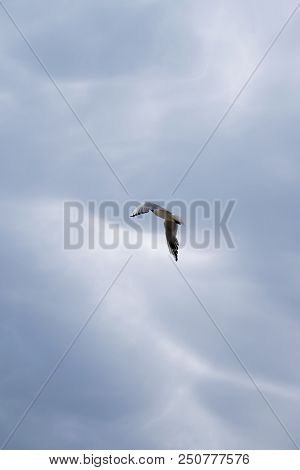 The Gull Extends Its Wings Wide Against The Blue Sky With Clouds. Seagull Flying In The Blue Sky