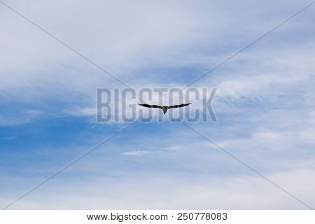 The Gull Extends Its Wings Wide Against The Blue Sky With Clouds. Seagull Flying In The Blue Sky