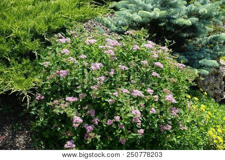 Flowering Bush Of Spiraea Japonica In The Garden