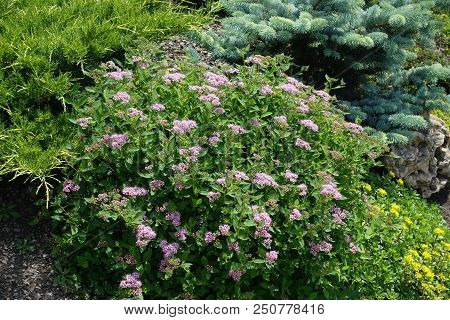 Japanese Meadowsweet In Bloom In The Garden