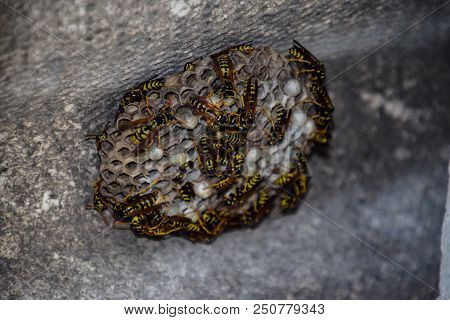 Wasps Polist. Wasp Nest With Wasps Sitting On It. The Nest Of A Family Of Wasps Which Is Taken A Clo