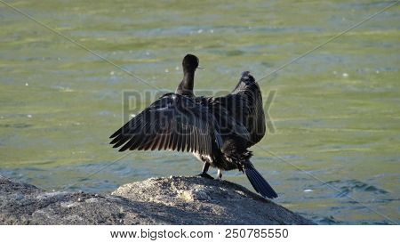 Bird Russia Altai Nature River Wild Bird Sea Bird Cormorant Water Swim Summer Dive Animal Waterfowl 