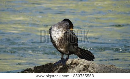 Bird Russia Altai Nature River Wild Bird Sea Bird Cormorant Water Swim Summer Dive Animal Waterfowl 