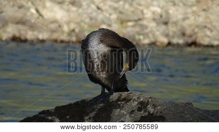 Bird Russia Altai Nature River Wild Bird Sea Bird Cormorant Water Swim Summer Dive Animal Waterfowl 