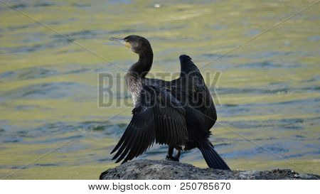 Bird Russia Altai Nature River Wild Bird Sea Bird Cormorant Water Swim Summer Dive Animal Waterfowl 