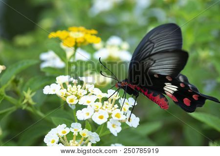 Red Butterfly (common Rose) Swarming On Flowers (lantana Aculeate Linn) In The Garden.