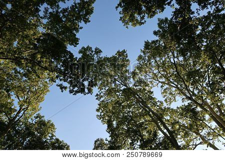 Grenoble, France - July 19, 2018: Photography Showing Some Trees. The Photography Was Taken From The