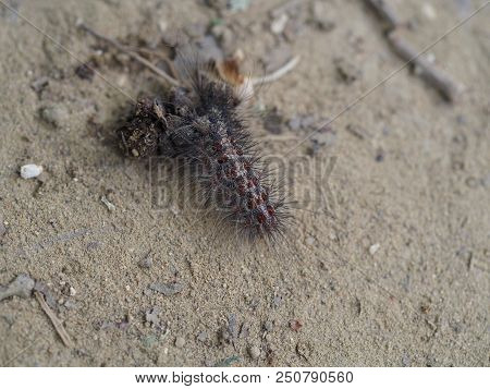 Rustrel, France - July 14, 2018: Photography Showing A Caterpillar. The Photography Was Taken From T