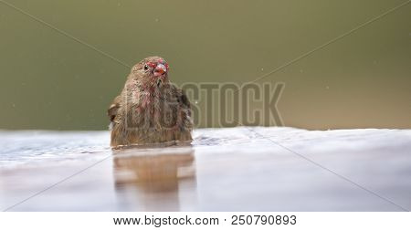Red-billed Firefinch Female Having A Bath To Cool Down In A Shallow Pool