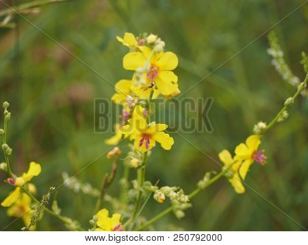 Rustrel, France - July 14, 2018: Photography Showing Some Yellow Flowers. The Photography Was Taken 