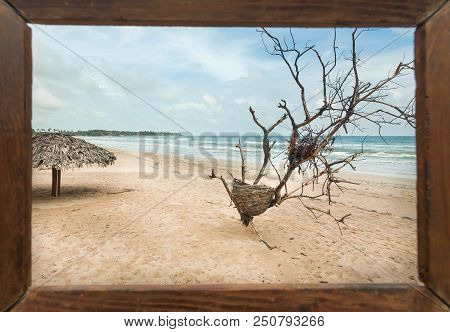 Beautiful Landscape In Photoframe For Memory. Dry Trees On Sunny Beach In Tropical Climate. Ocean Wa