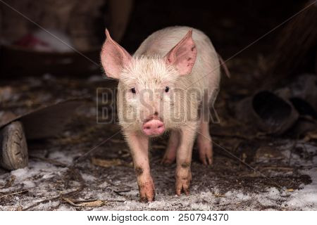 The Little Young Domestic Pig Is Standing On Dirty Poor Rural Scene Background.