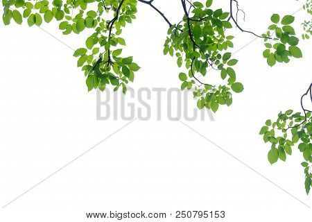 Tropical Tree Leaves With Branches On White Isolated Background For Green Foliage Backdrop