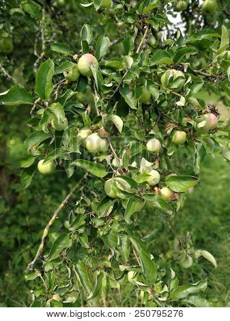 Apfelbaum Apfel Am Baum Grüner Apfelbaum Blätter