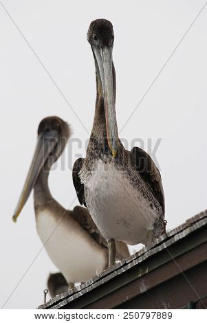 California Brown Pelican On A Roof, Stearns Wharf, Santa Barbara