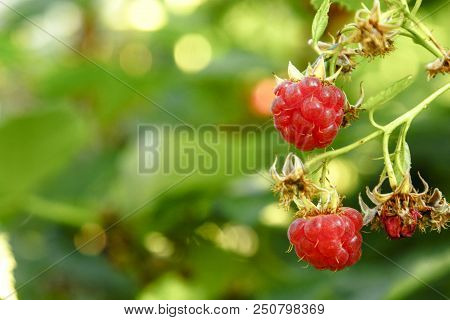 Raspberries In A Garden Macro Soft Background