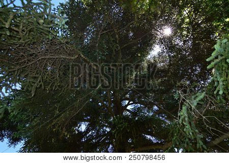 Pretty Grove That Does Not Let The Sun Pass For Use Of Screensaver Or Background. Wallpapers Art Scr