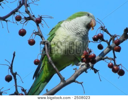 Parrot