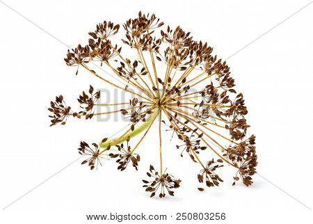 Dry Wild Fennel Flower Isolated On White Background.